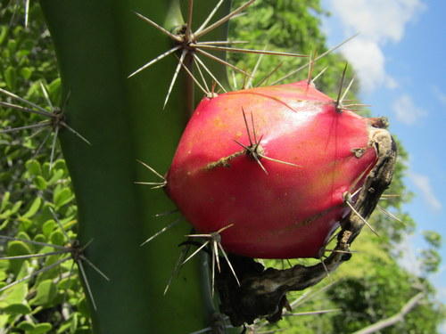 Triangle cactus