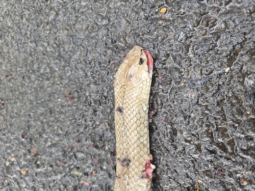 Eastern Brown Snake sighting