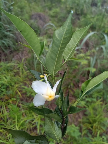 Tabernaemontana amygdalifolia