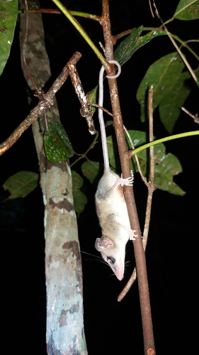 Woodall's Slender Opossum (Marmosops woodalli) — Data Deficient Mammalia