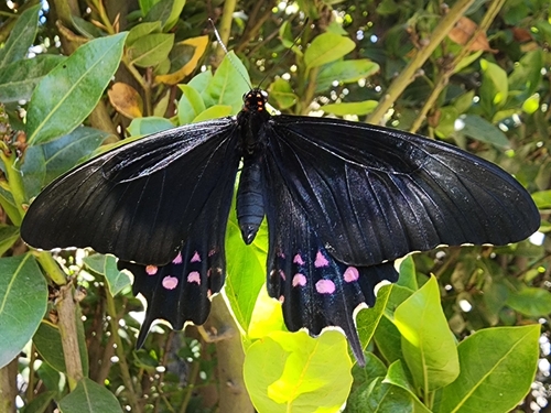 pink-spotted swallowtail