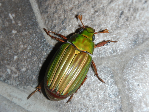 Chrysina occidentalis · iNaturalist