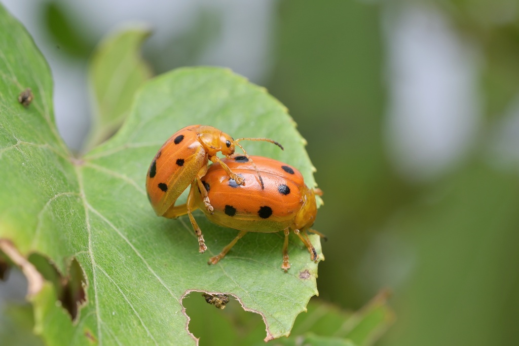 Oides Sp Oides decempunctata from 中国河南省信阳市新县 on September 22, 2022 at 11:29 AM ...