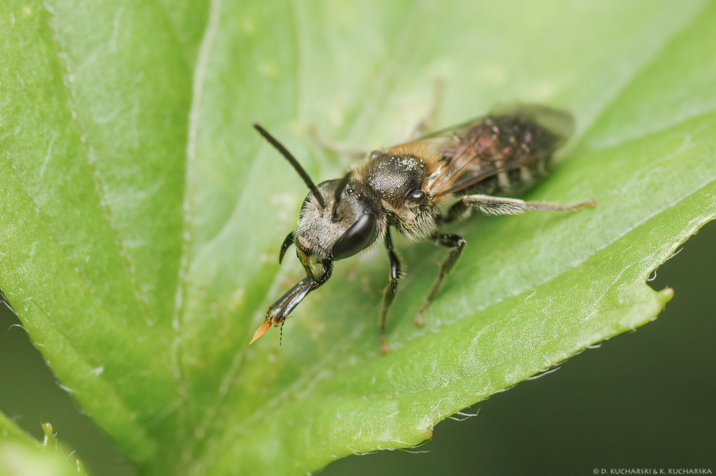 Bull-headed Furrow Bee from Powiat mrągowski, Polska on August 5, 2006 ...