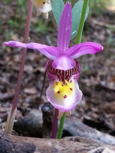 Calypso bulbosa var. americana