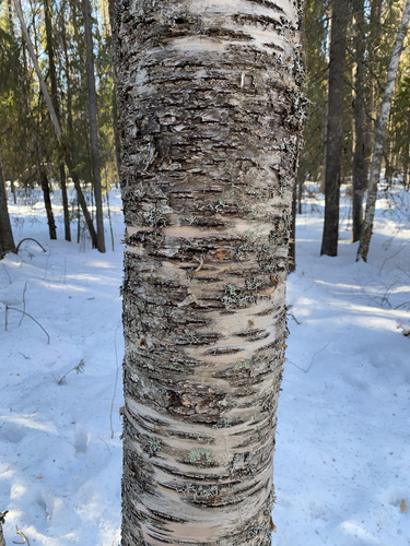 Downy Birch