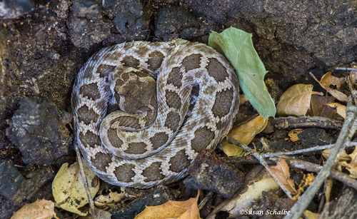 iNaturalist observation photo of Southern Pacific Rattlesnake