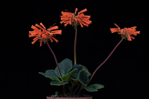 Sinningia insularis
