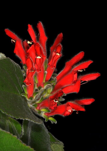 Sinningia hatschbachii