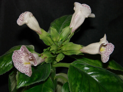 Sinningia guttata