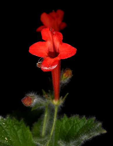 Sinningia araneosa