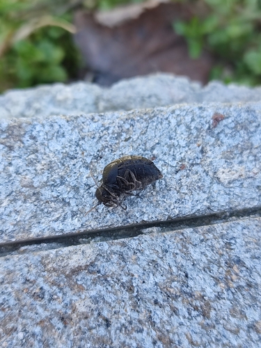 rugged oil beetle