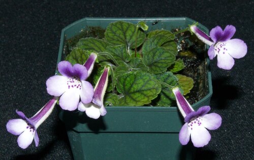 Sinningia concinna