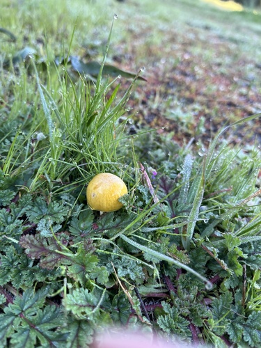iNaturalist observation photo of yellow fieldcap