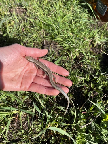 iNaturalist observation photo of Western Skink