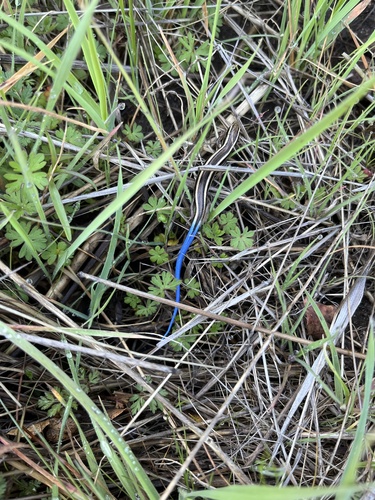 iNaturalist observation photo of Western Skink