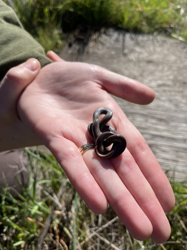 iNaturalist observation photo of Common Sharp-tailed Snake