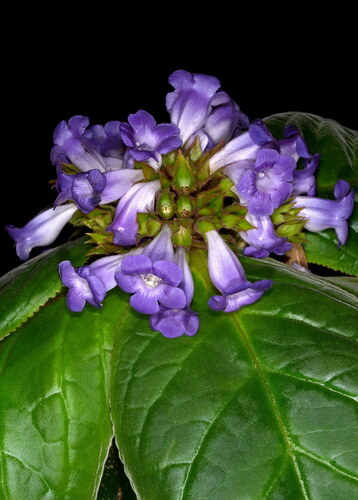 Sinningia macrophylla