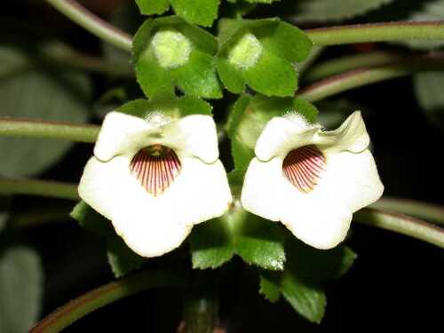 Sinningia lindleyi