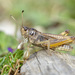 Club-legged Grasshopper - Photo (c) turbok, all rights reserved, uploaded by turbok