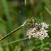 River Clubtail - Photo (c) Алексей Чуварков, all rights reserved, uploaded by Алексей Чуварков