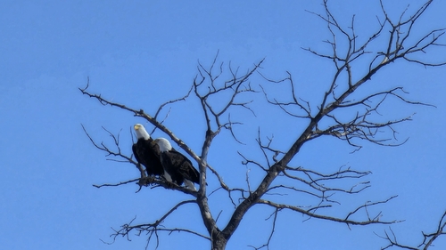 Bald Eagle