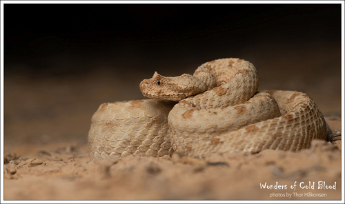 Field's Horned Viper (Pseudocerastes fieldi) · iNaturalist