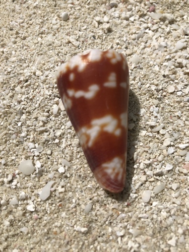 Zoned Cone — seen at this dive site