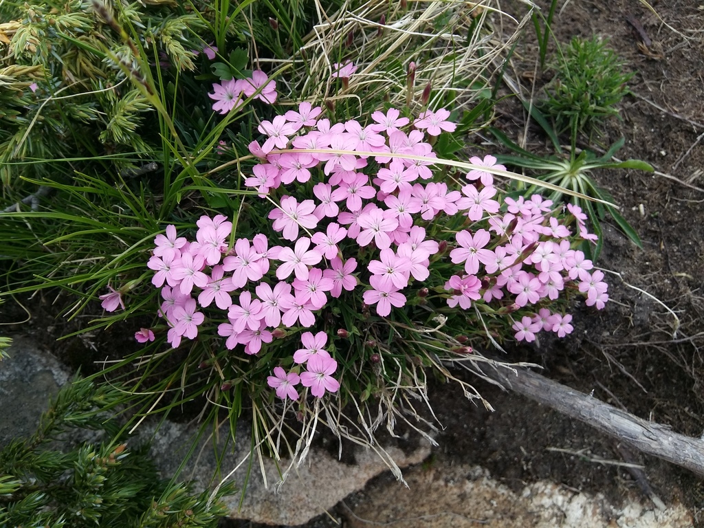 Dwarf carnation