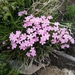 Dianthus microlepis - Photo (c) Vladimir Onufriychuk, all rights reserved, uploaded by Vladimir Onufriychuk