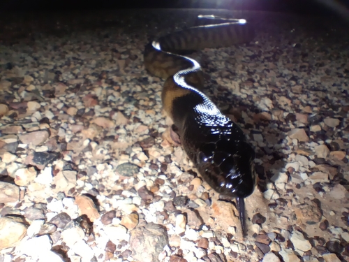 Black-headed Python sighting