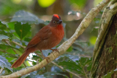 Red-crowned Ant-Tanager