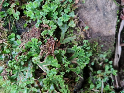 Marchantia geminata