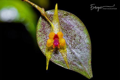 Acuminata Orchid