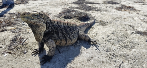 Cuban Ground Iguana