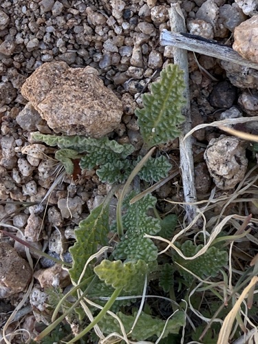 California Chia foliage