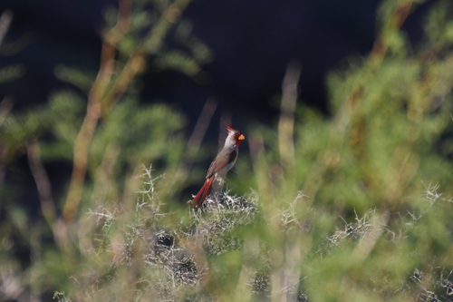 Pyrrhuloxia