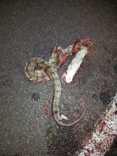 Eastern Tiger Snake sighting