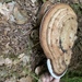 photo of Artist's Bracket (Ganoderma applanatum)