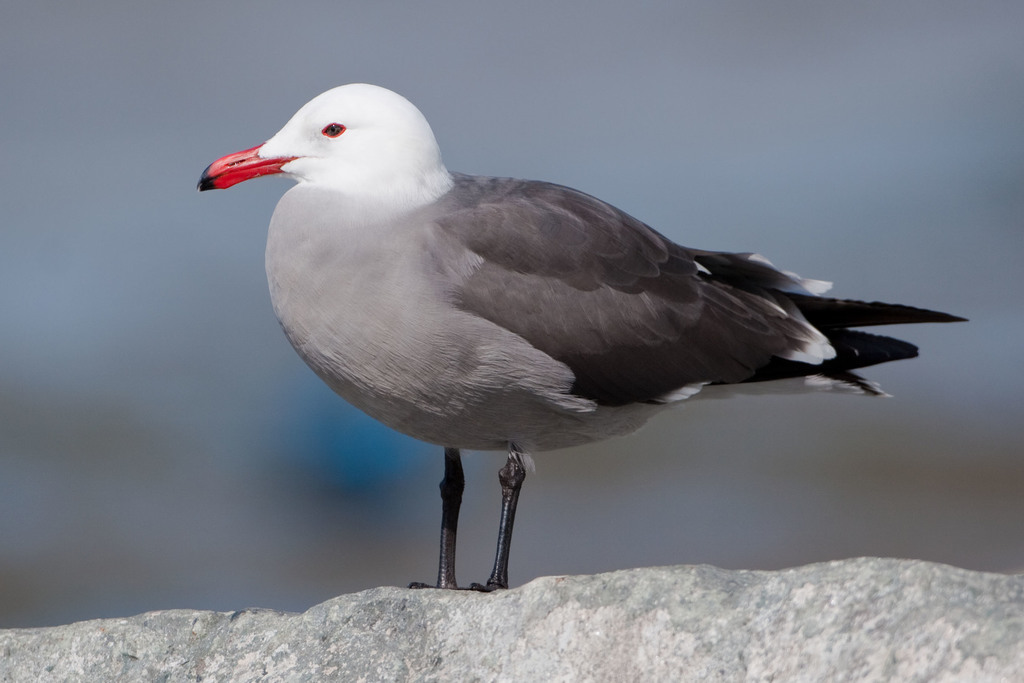 Heermann's Gull photo