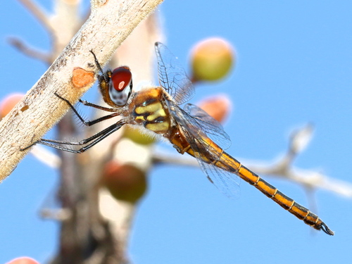 Epitheca sepia (Gloyd, 1933)