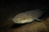 Marbled Eel - Photo (c) Nicolas Huet (MC Fishman), all rights reserved, uploaded by Nicolas Huet (MC Fishman)