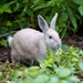 Domestic Rabbit - Photo (c) Melody P, all rights reserved, uploaded by Melody P