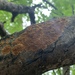 photo of Brown-toothed Crust Fungus (Hydnoporia olivacea)
