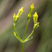 Halenia brevicornis - Photo (c) Anne, todos los derechos reservados
