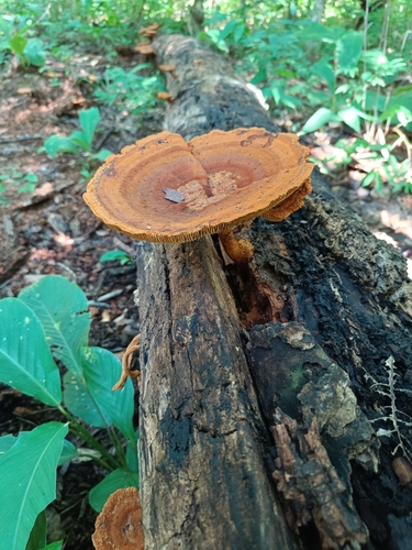 Stiptophyllum erubescens