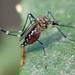 Mosquito Africano de la Fiebre Amarilla - Photo (c) Cedric Lee, todos los derechos reservados, subido por Cedric Lee