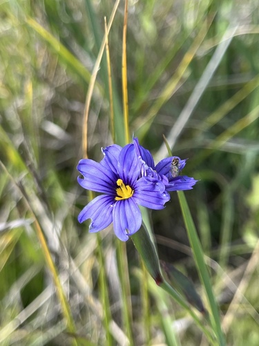 iNaturalist observation photo of western blue-eyed grass