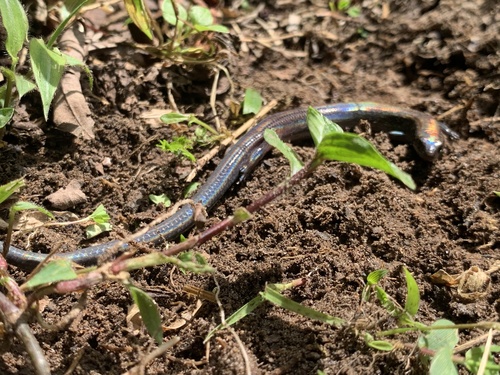 Rwanda Five-toed Skink