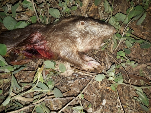 Giant Pocket Gopher